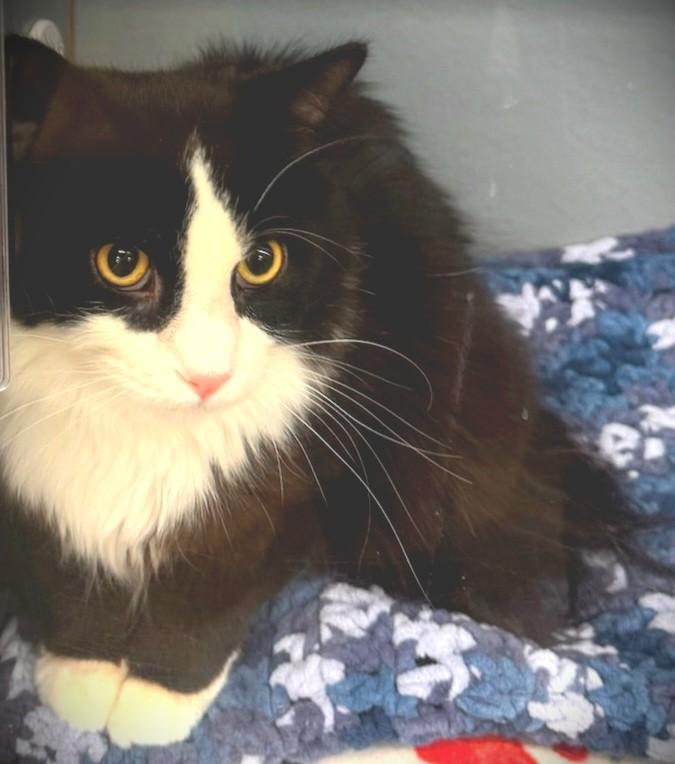 MAX @ Petsmart Mankato, ADOPTABLE, Kitten Male Domestic Long Hair.