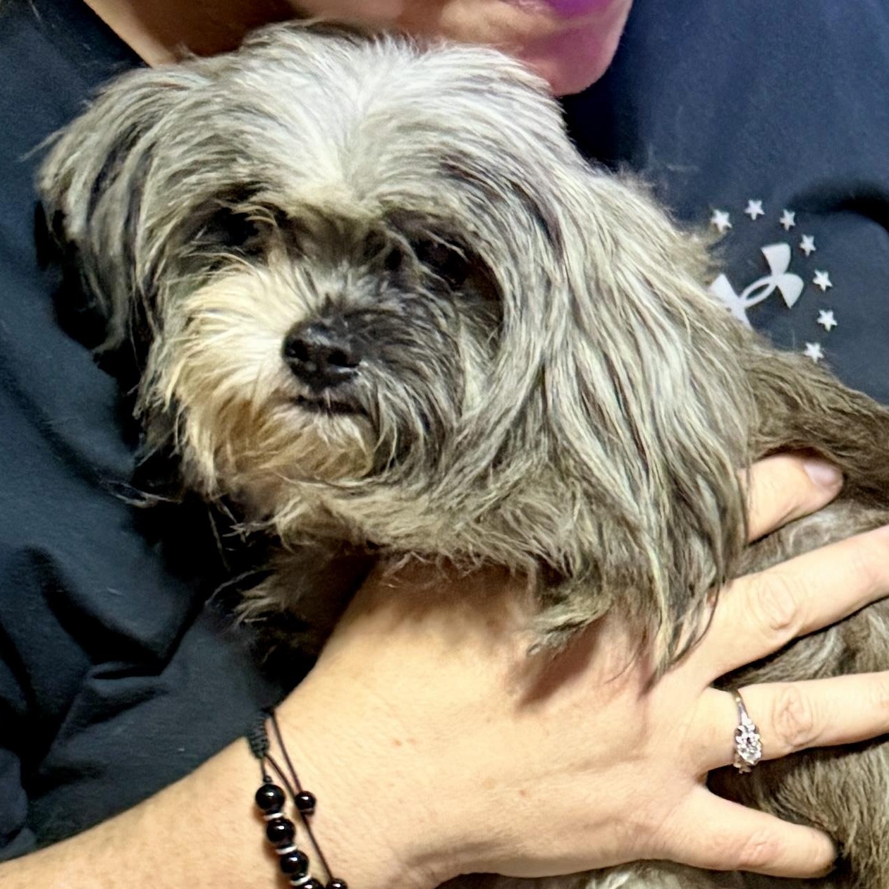 Enlarge Peanut, a Adopted Shih Tzu in Brewton, AL image 3/3