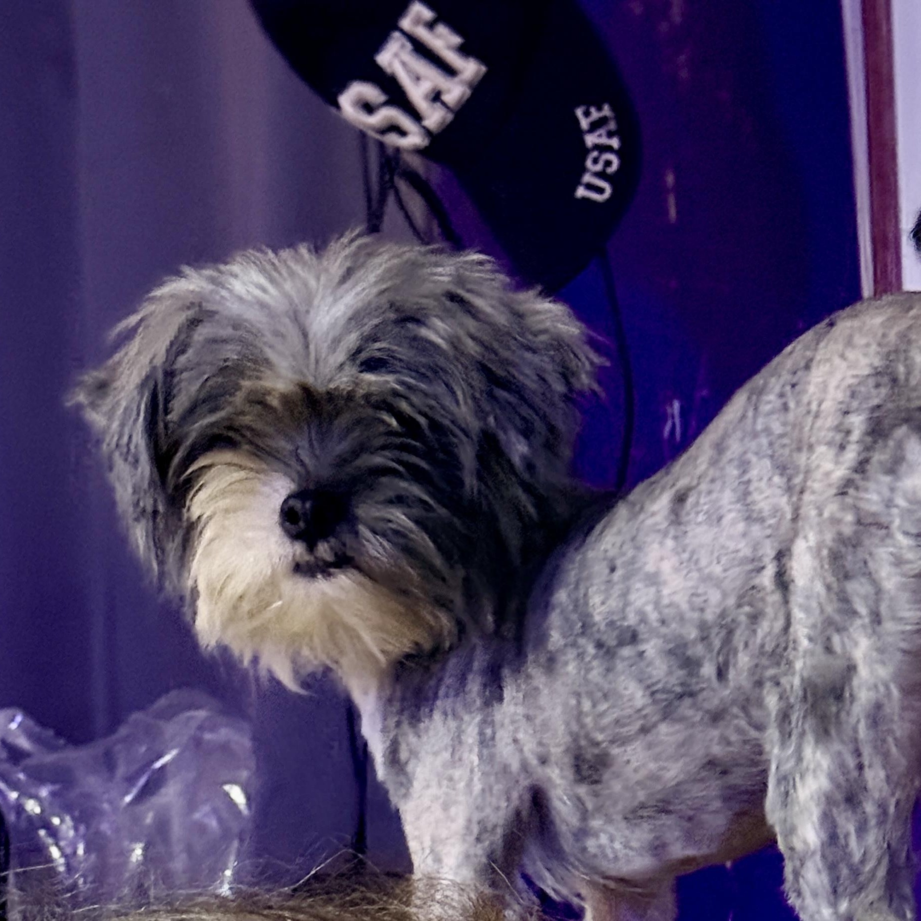 Peanut, Adopted, Adult Male Shih Tzu.
