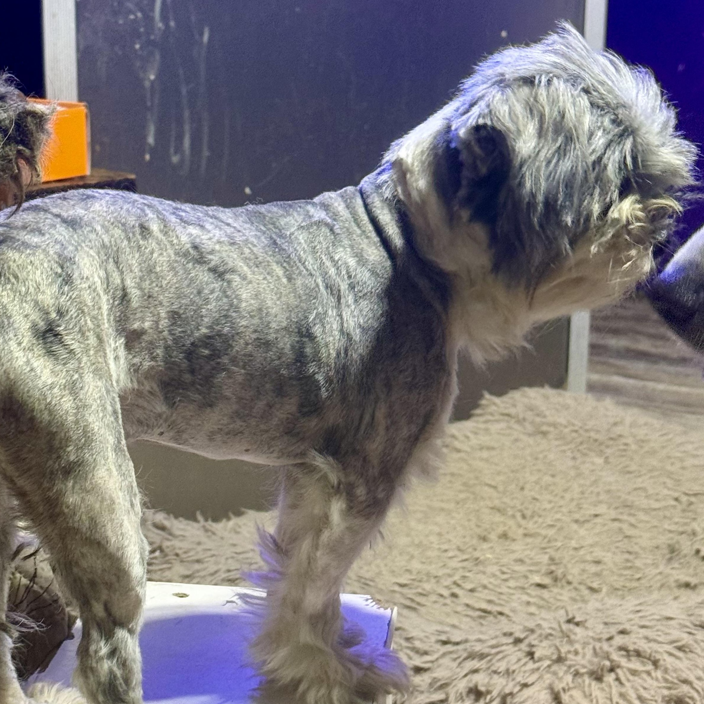Enlarge Peanut, a Adopted Shih Tzu in Brewton, AL image 2/3