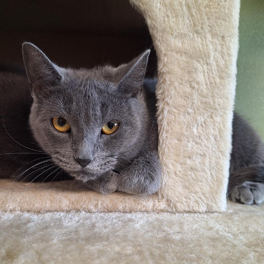 Gracie, Adoptable, Adult Female Domestic Short Hair.