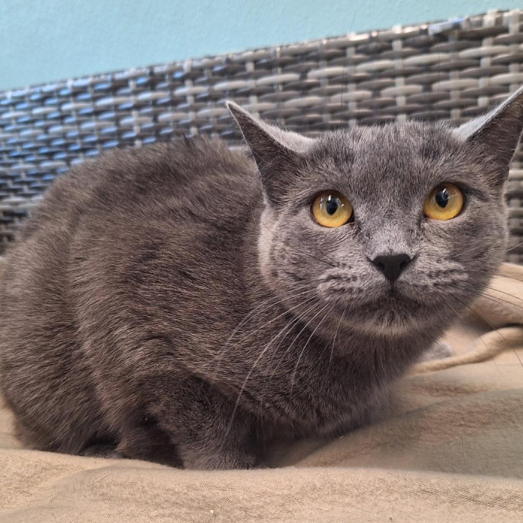 Enlarge Gracie, a Adoptable Domestic Short Hair in Attica, NY image 2/3