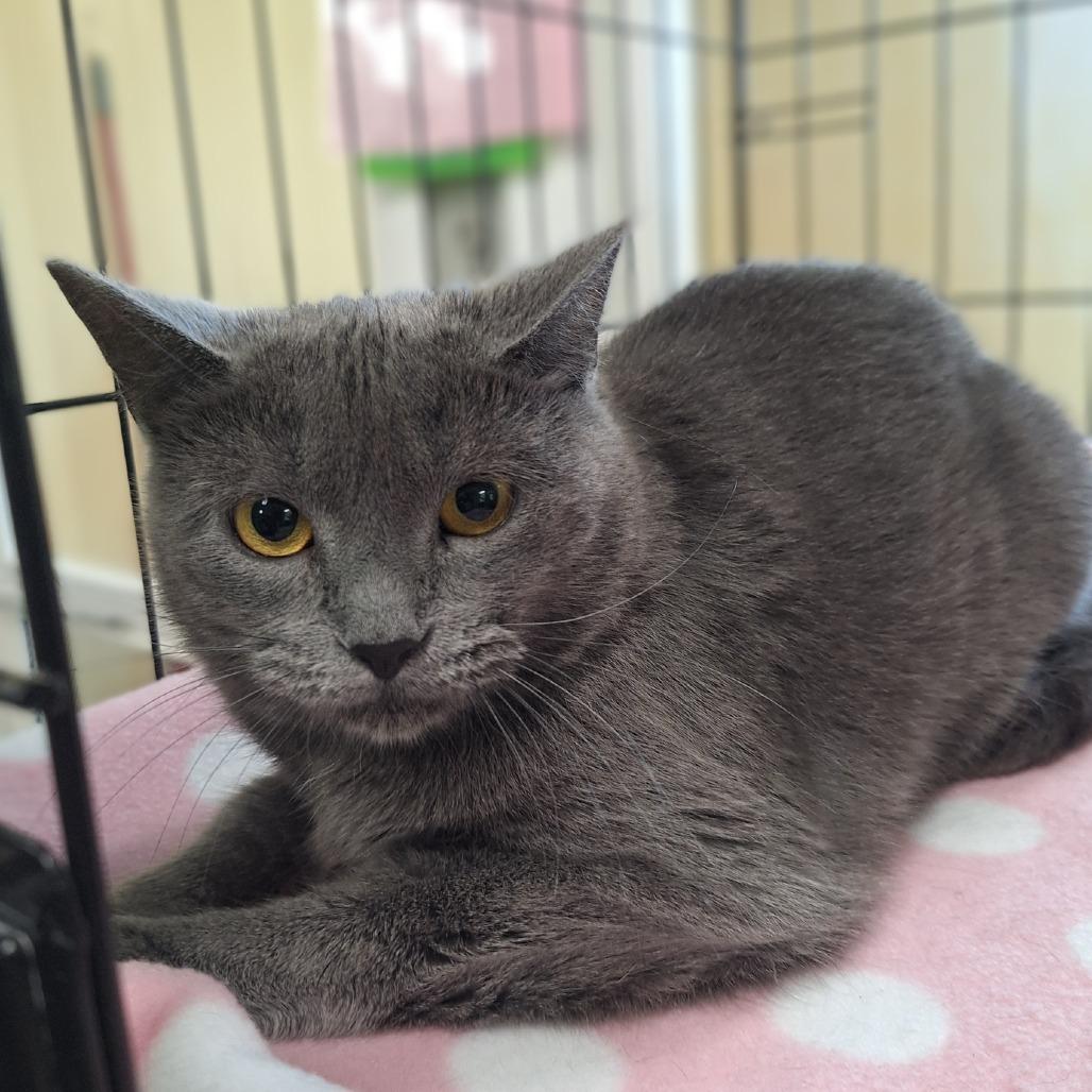 Enlarge Gracie, a Adoptable Domestic Short Hair in Attica, NY image 3/3