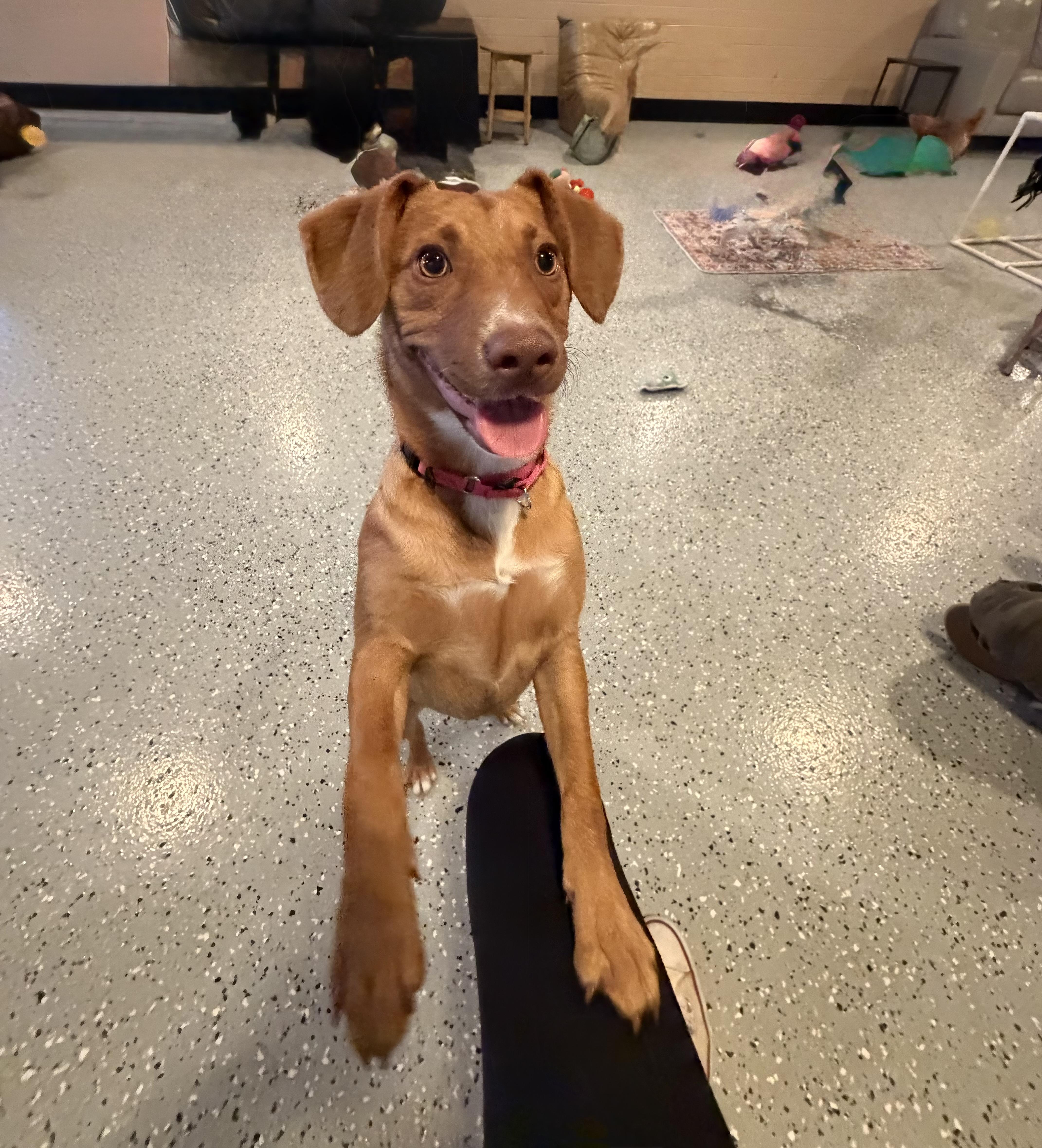 Margo, Adoptable, Puppy Female Labrador Retriever.