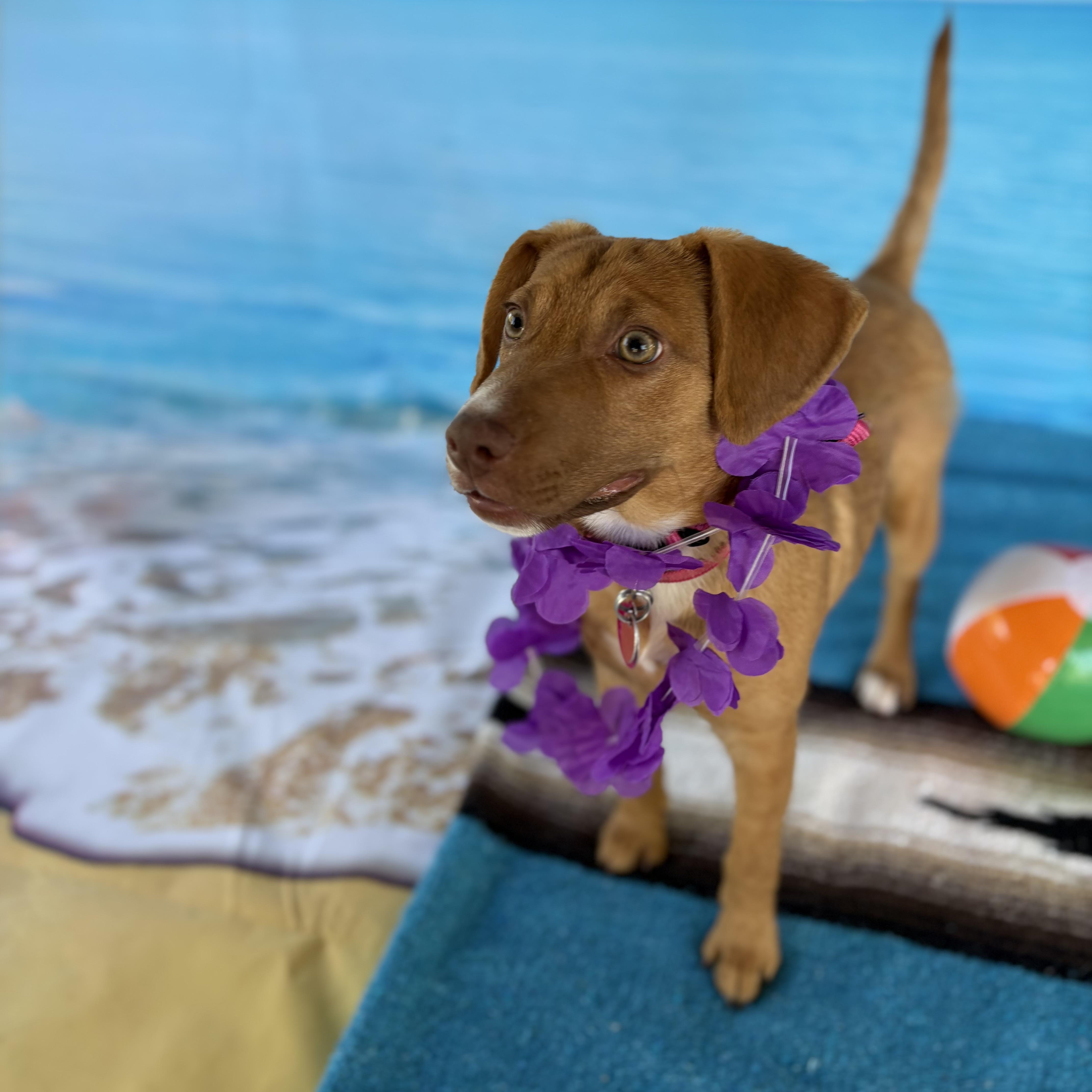 Enlarge Margo, a Adoptable mixed breed in Phoenix, AZ image 5/5