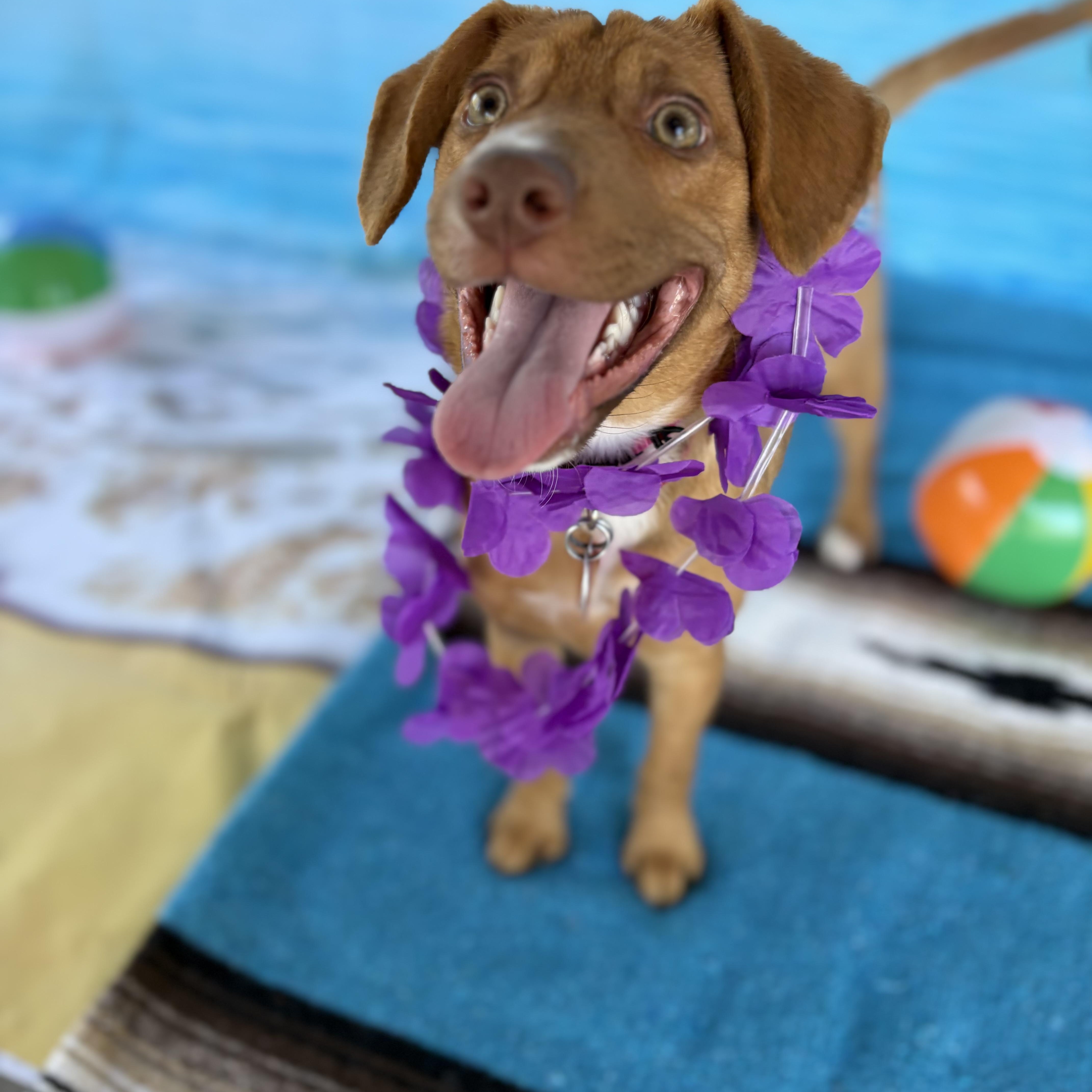 Enlarge Margo, a Adoptable mixed breed in Phoenix, AZ image 4/5