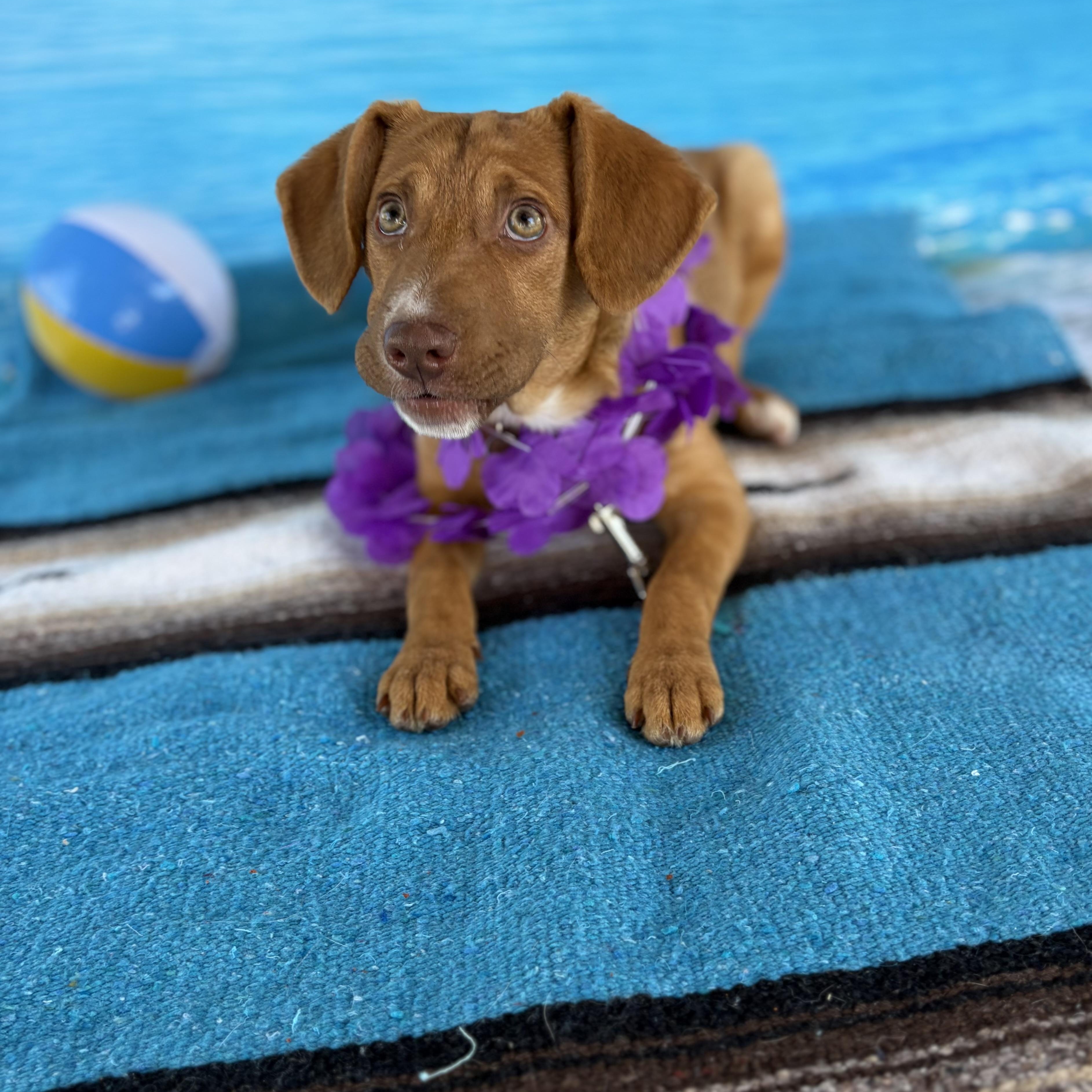 Enlarge Margo, a Adoptable mixed breed in Phoenix, AZ image 3/5