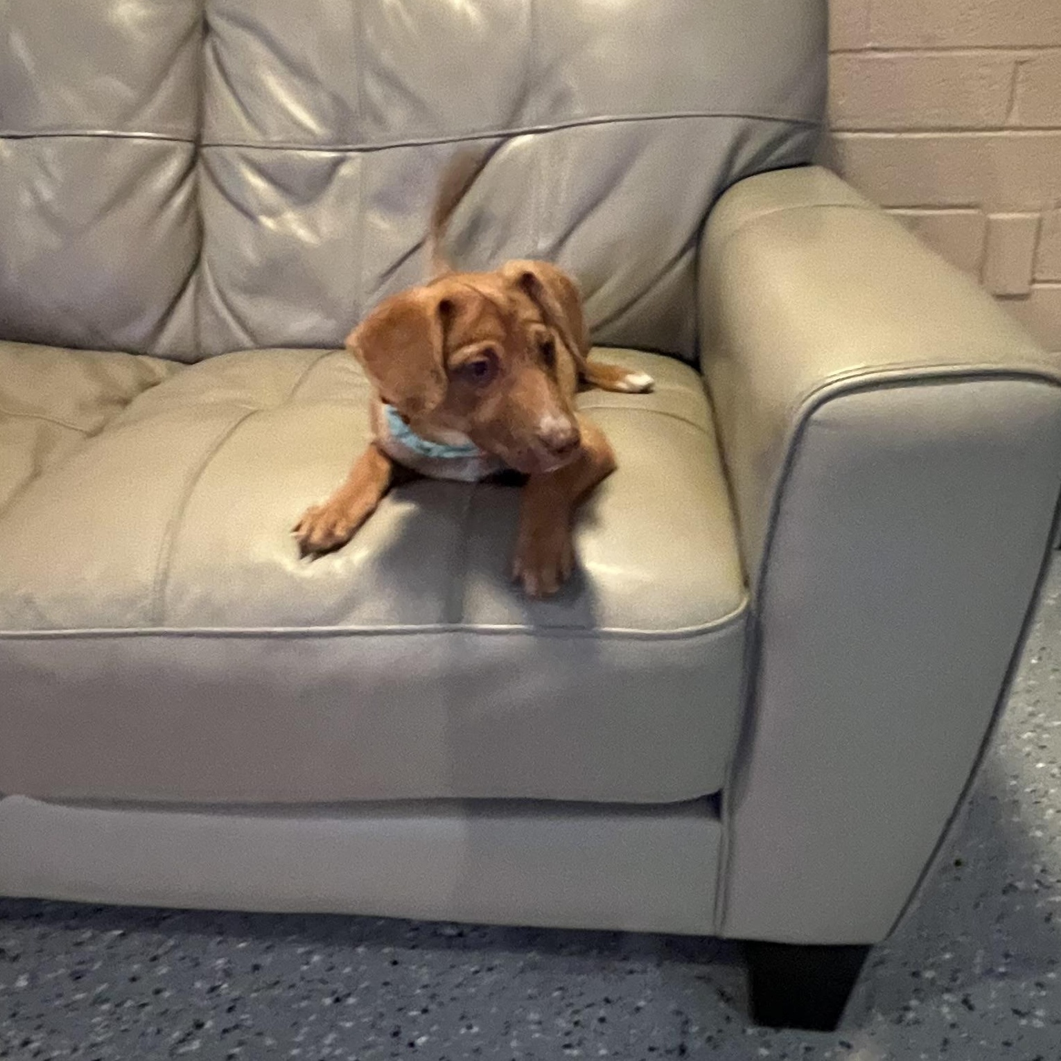 Enlarge Margo, a Adoptable mixed breed in Phoenix, AZ image 2/5