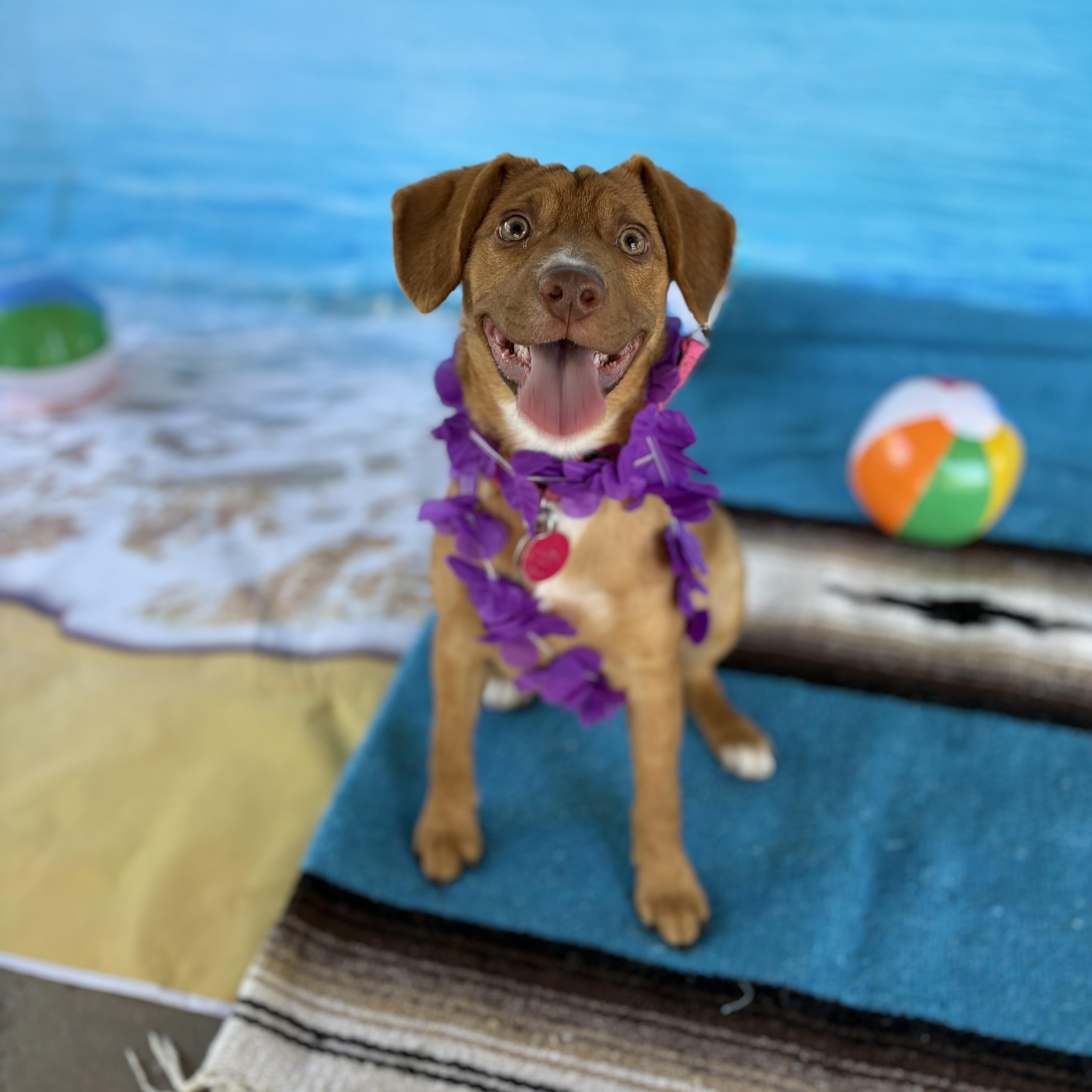 Enlarge Margo, a Adoptable mixed breed in Phoenix, AZ image 1/5