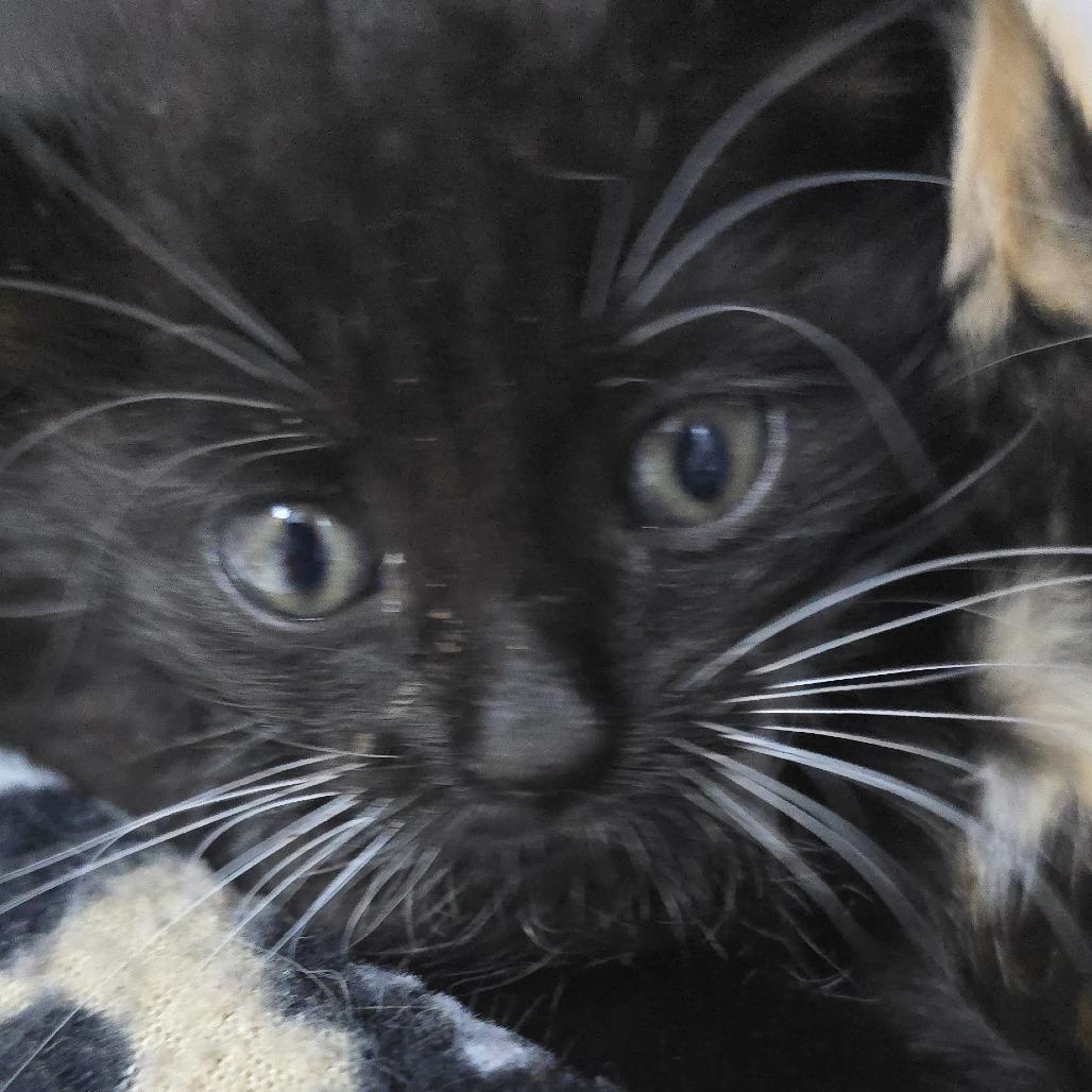 Velox 26-0702, Adoptable, Kitten Male Domestic Short Hair.