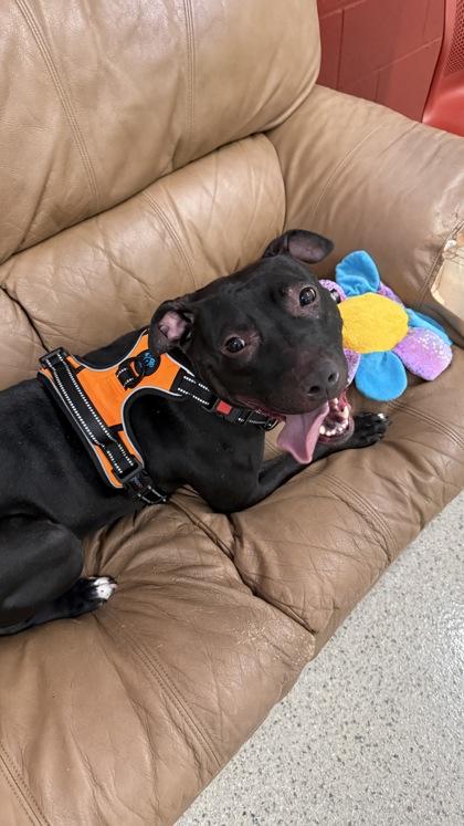 Violet Girl — thumbnail 2