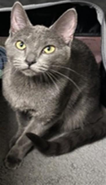 Enlarge Camille A216942, an adopted mixed breed in Plano, TX image 1/1