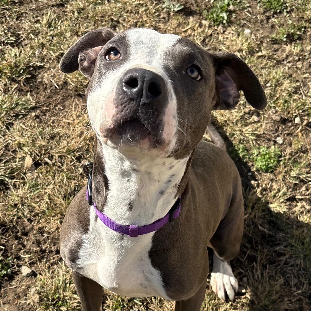 Luna Moon, Adoptable, Adult Female Pit Bull Terrier.