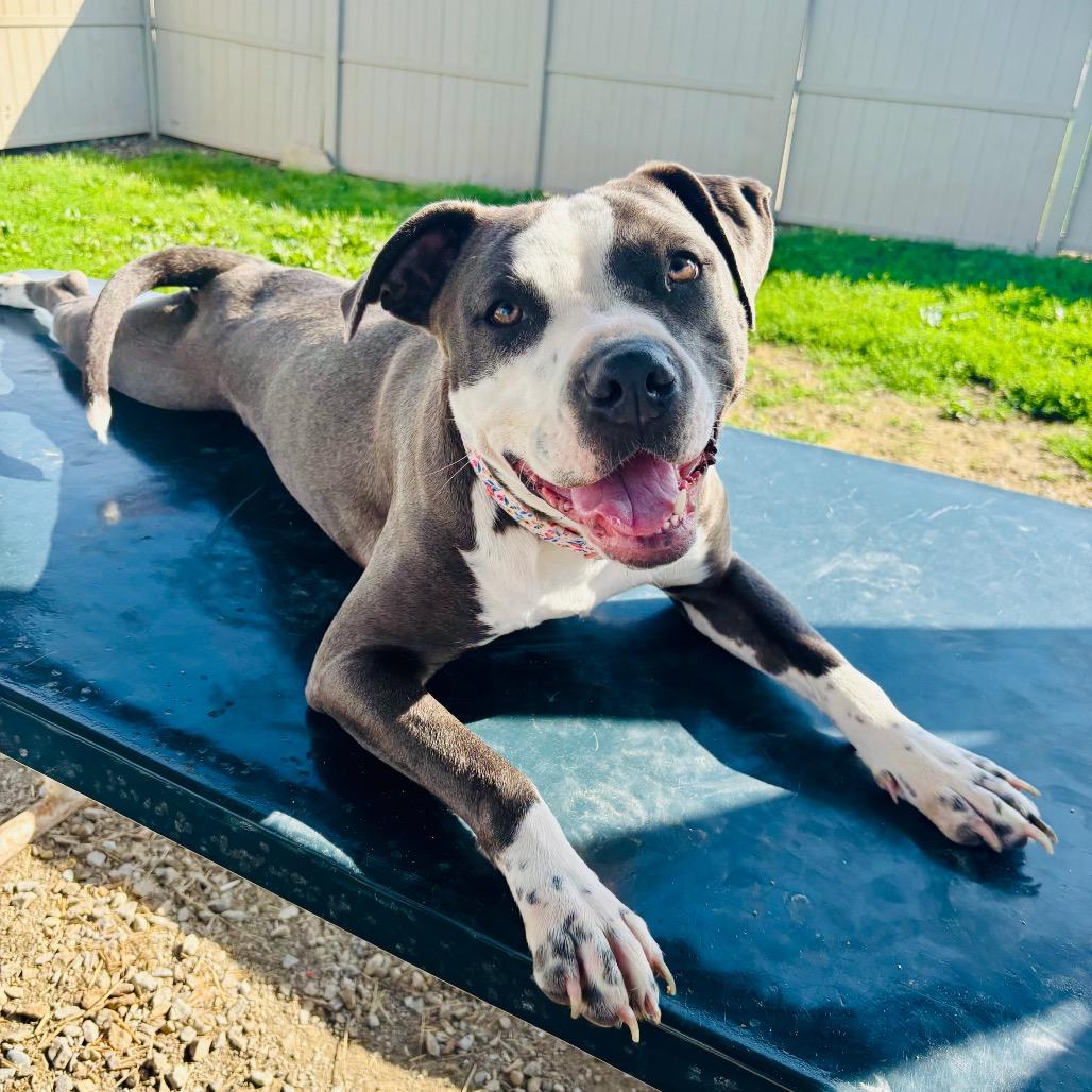 Enlarge Luna Moon, a Adoptable Pit Bull Terrier in Evansville, IN image 2/6