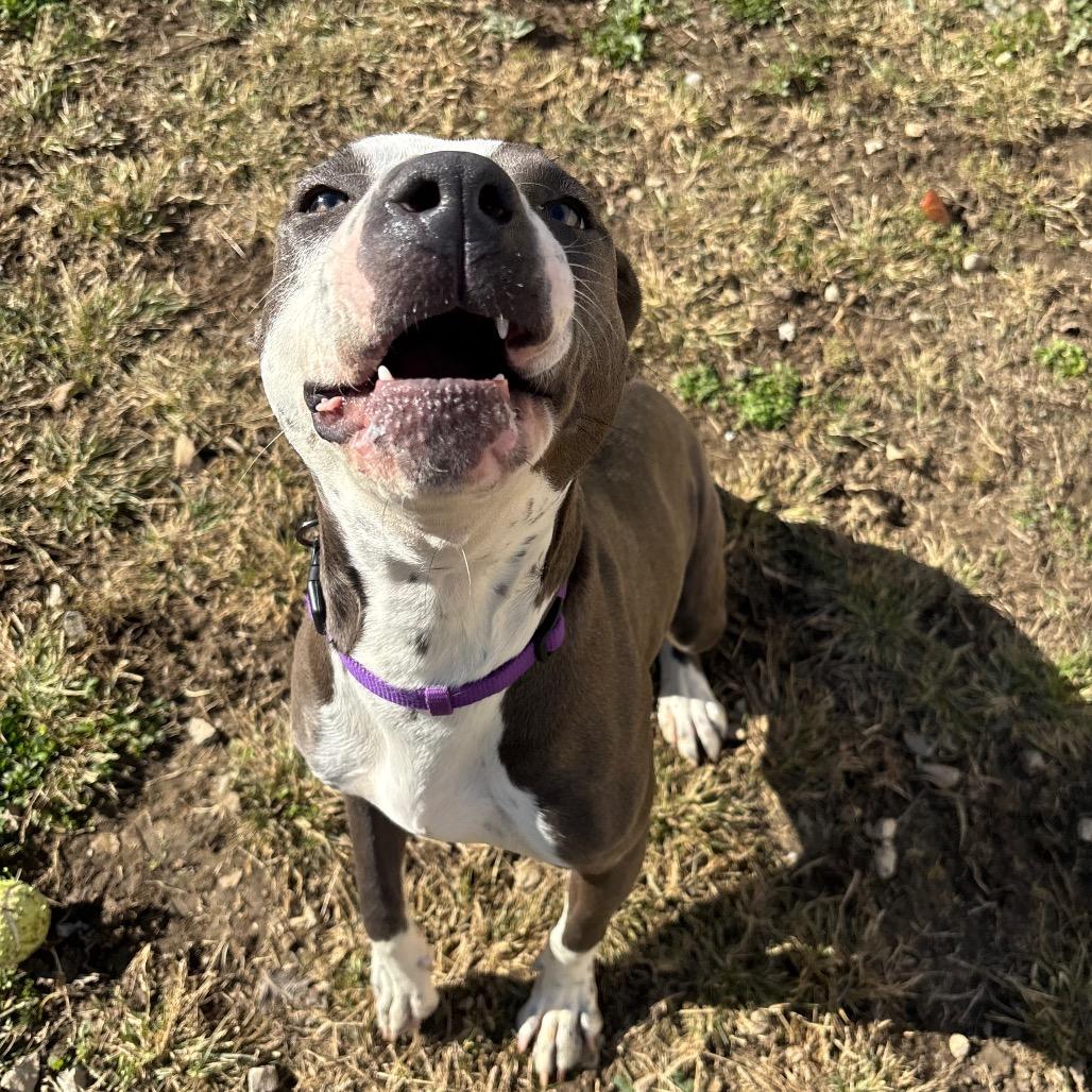 Enlarge Luna Moon, a Adoptable Pit Bull Terrier in Evansville, IN image 3/6