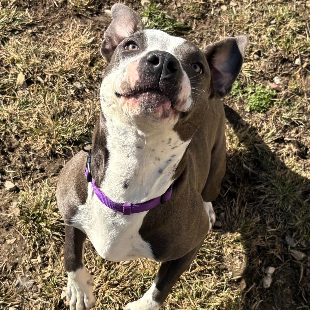 Enlarge Luna Moon, a Adoptable Pit Bull Terrier in Evansville, IN image 4/6