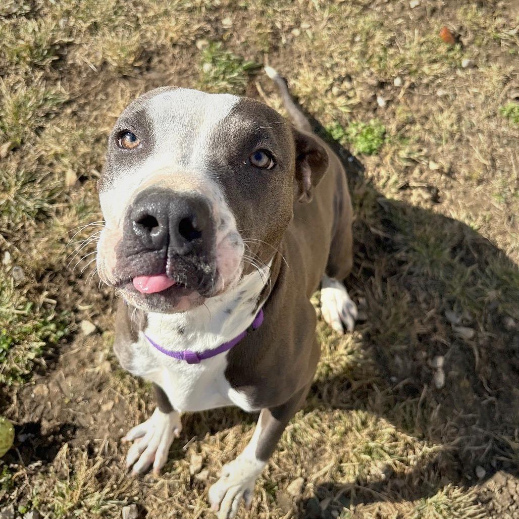 Enlarge Luna Moon, a Adoptable Pit Bull Terrier in Evansville, IN image 5/6