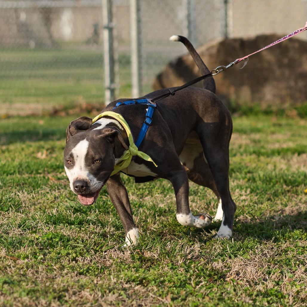 Enlarge Luna Moon, a Adoptable Pit Bull Terrier in Evansville, IN image 6/6