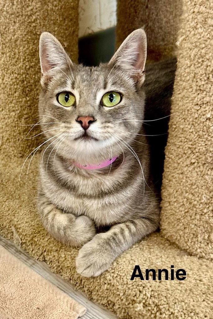 Annie, Adoptable, Young Female Domestic Short Hair.