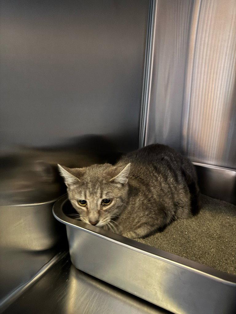 Enlarge Annie, a Adoptable Domestic Short Hair in Saint George, UT image 1/1