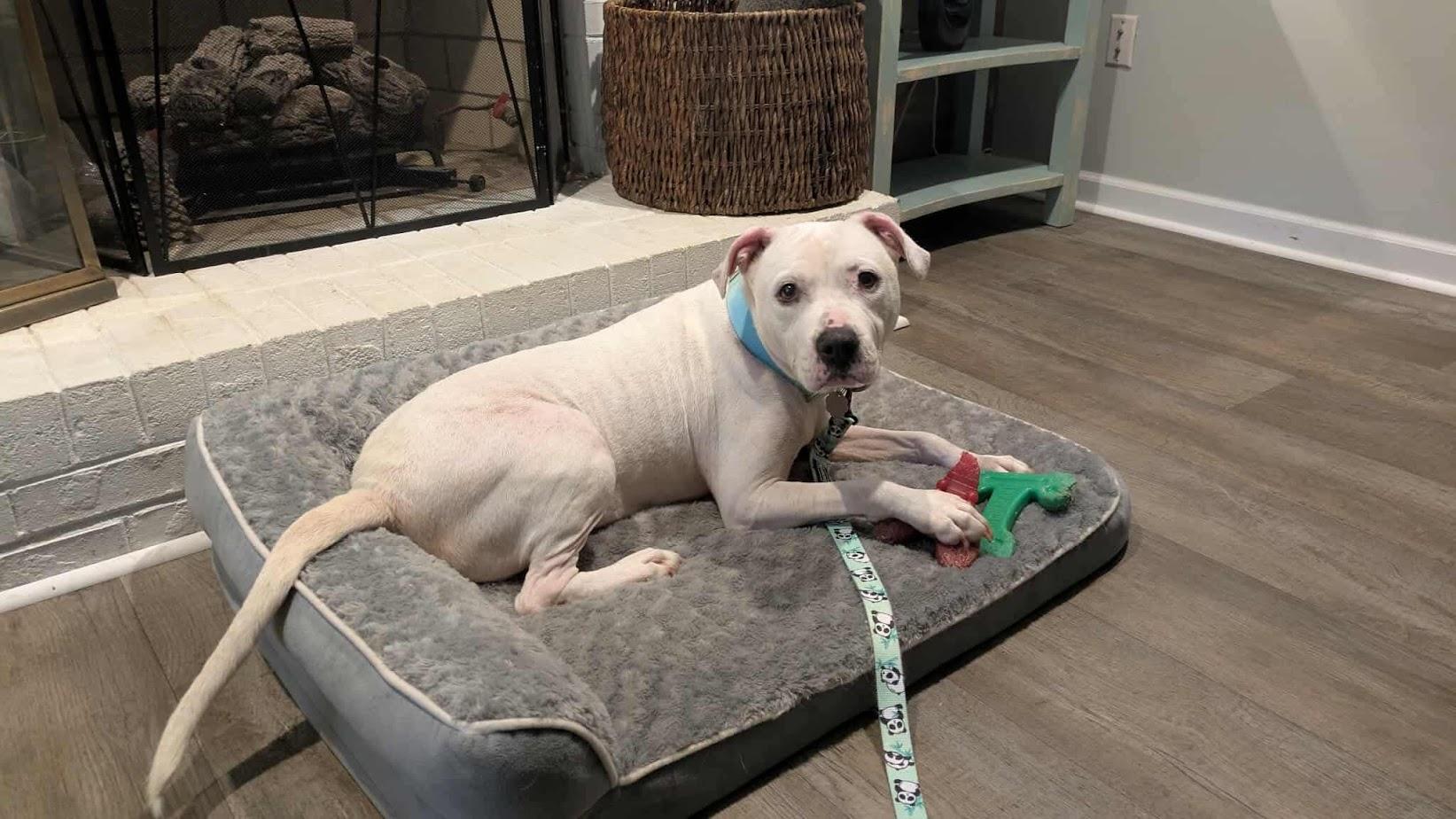 Enlarge Millie, a ADOPTABLE American Bulldog in Charlotte, NC image 3/6