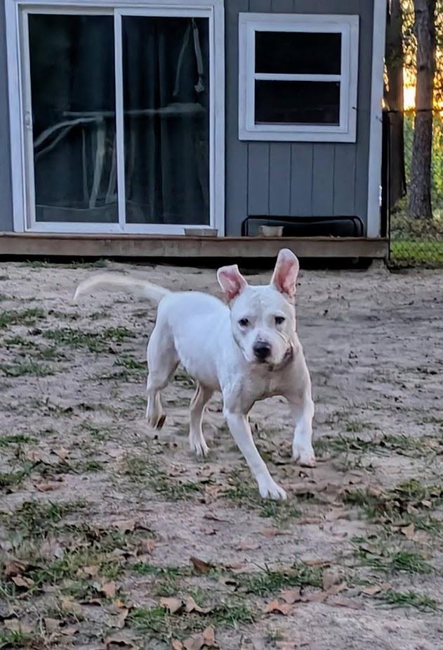 Enlarge Millie, a ADOPTABLE American Bulldog in Charlotte, NC image 2/6