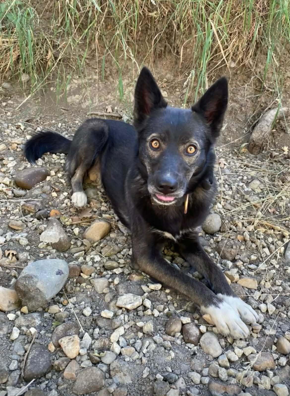 Enlarge Lulu aka Moro, an adoptable mixed breed in Las Vegas, NV image 6/6