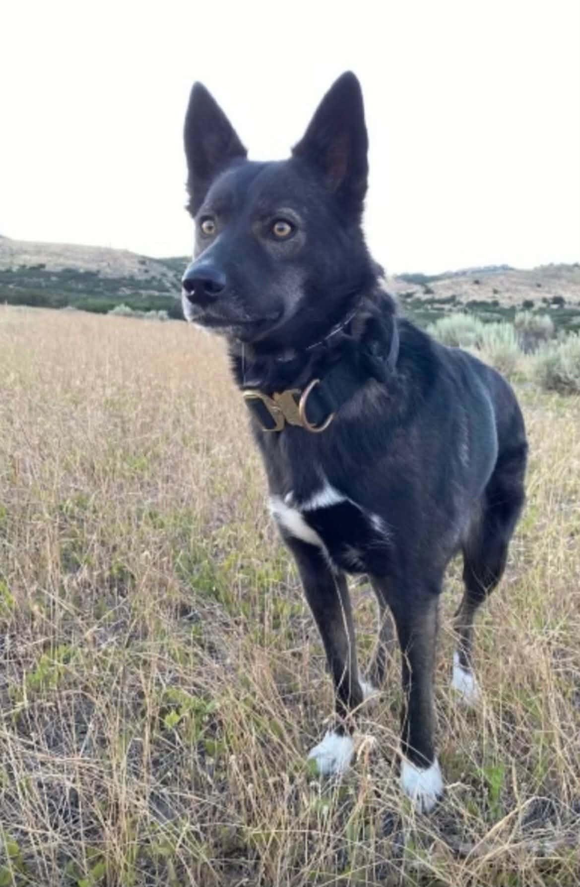 Enlarge Lulu aka Moro, an adoptable mixed breed in Las Vegas, NV image 5/6