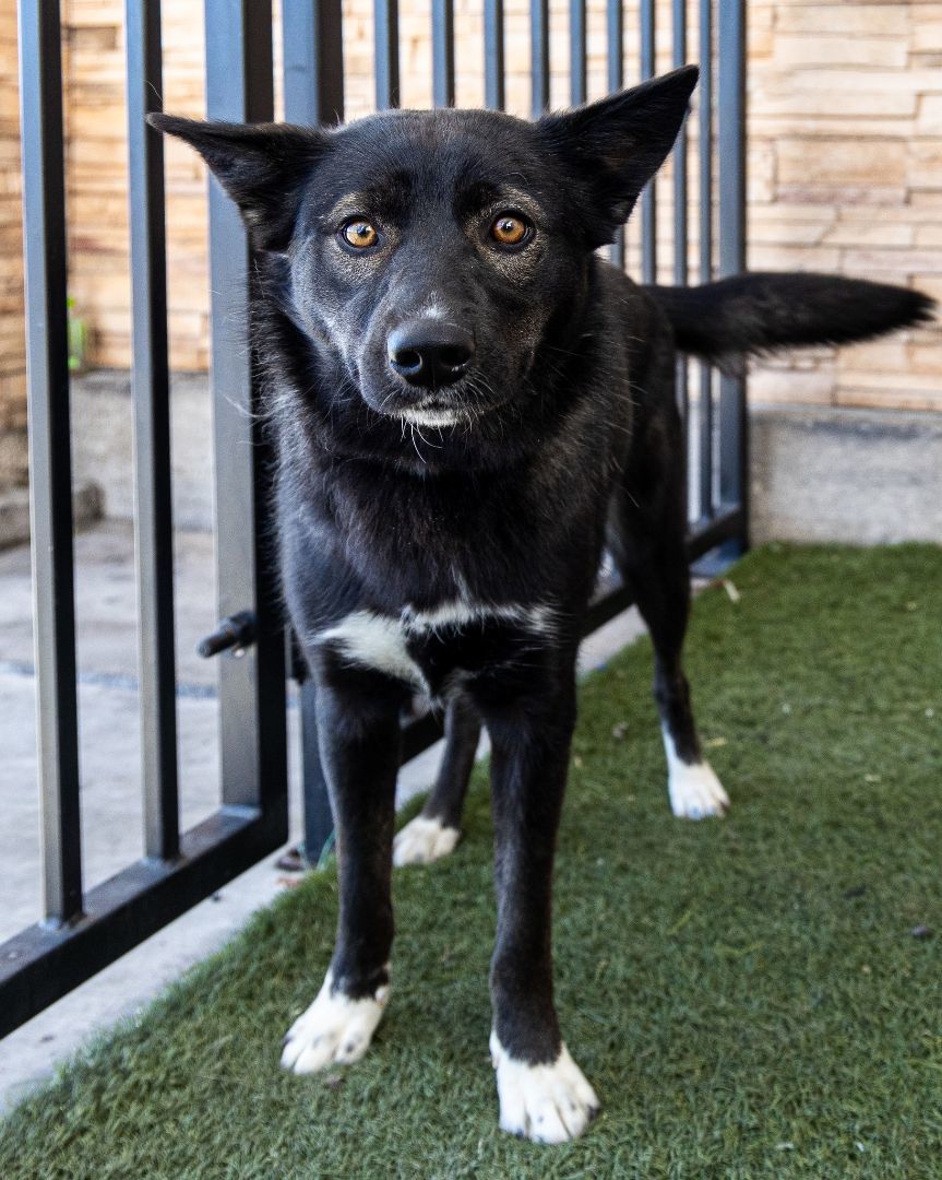 Enlarge Lulu aka Moro, an adoptable mixed breed in Las Vegas, NV image 3/6