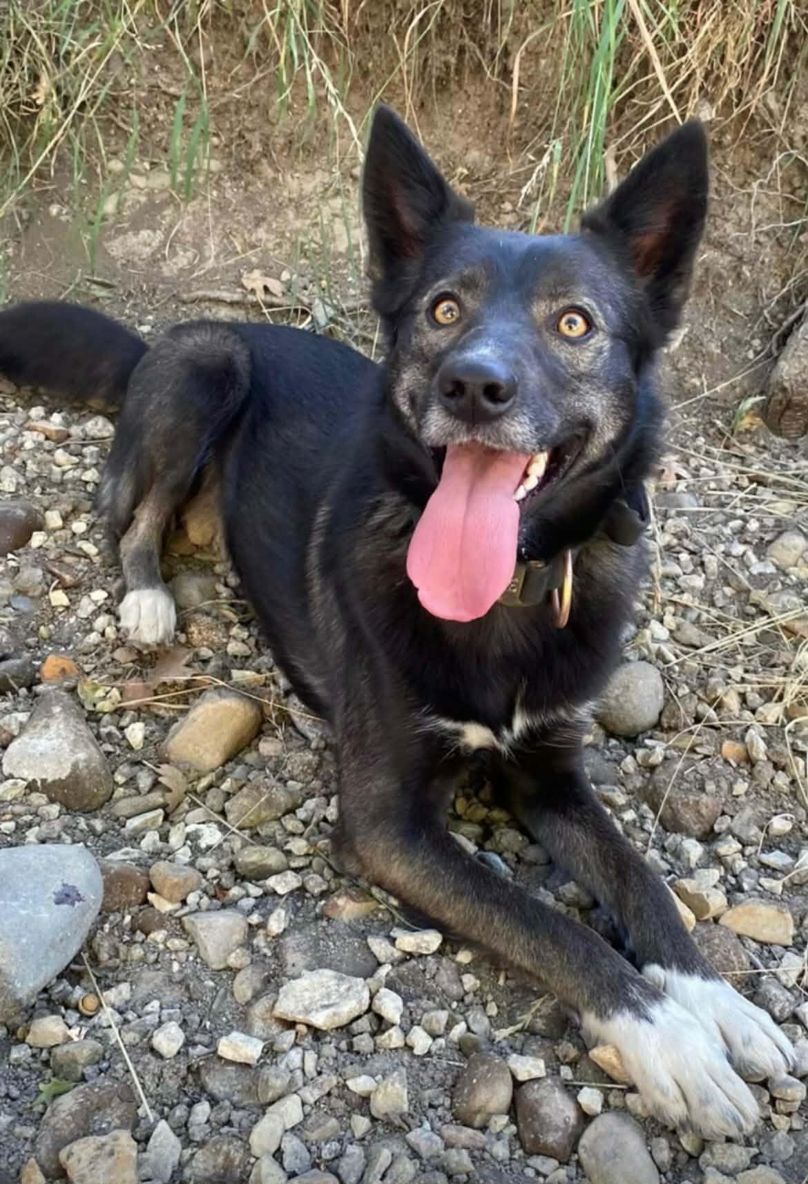Enlarge Lulu aka Moro, an adoptable mixed breed in Las Vegas, NV image 2/6
