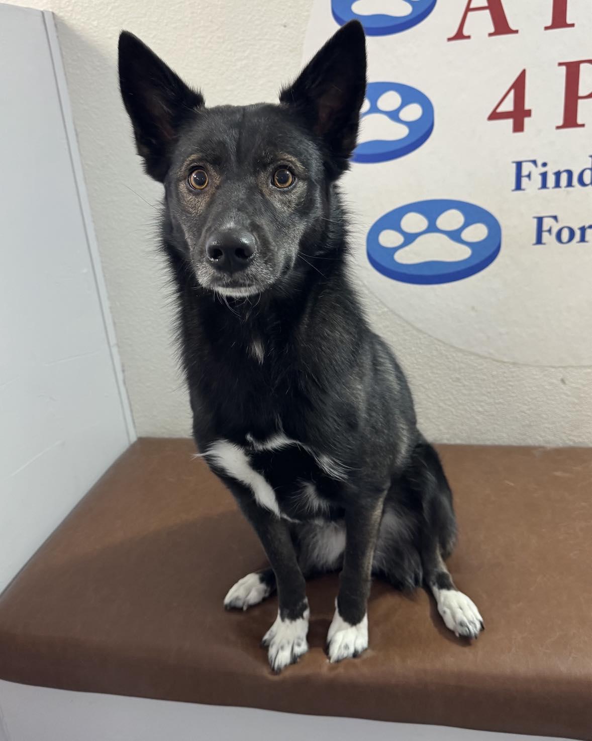 Lulu aka Moro, adoptable, Young Female Husky & Shepherd.