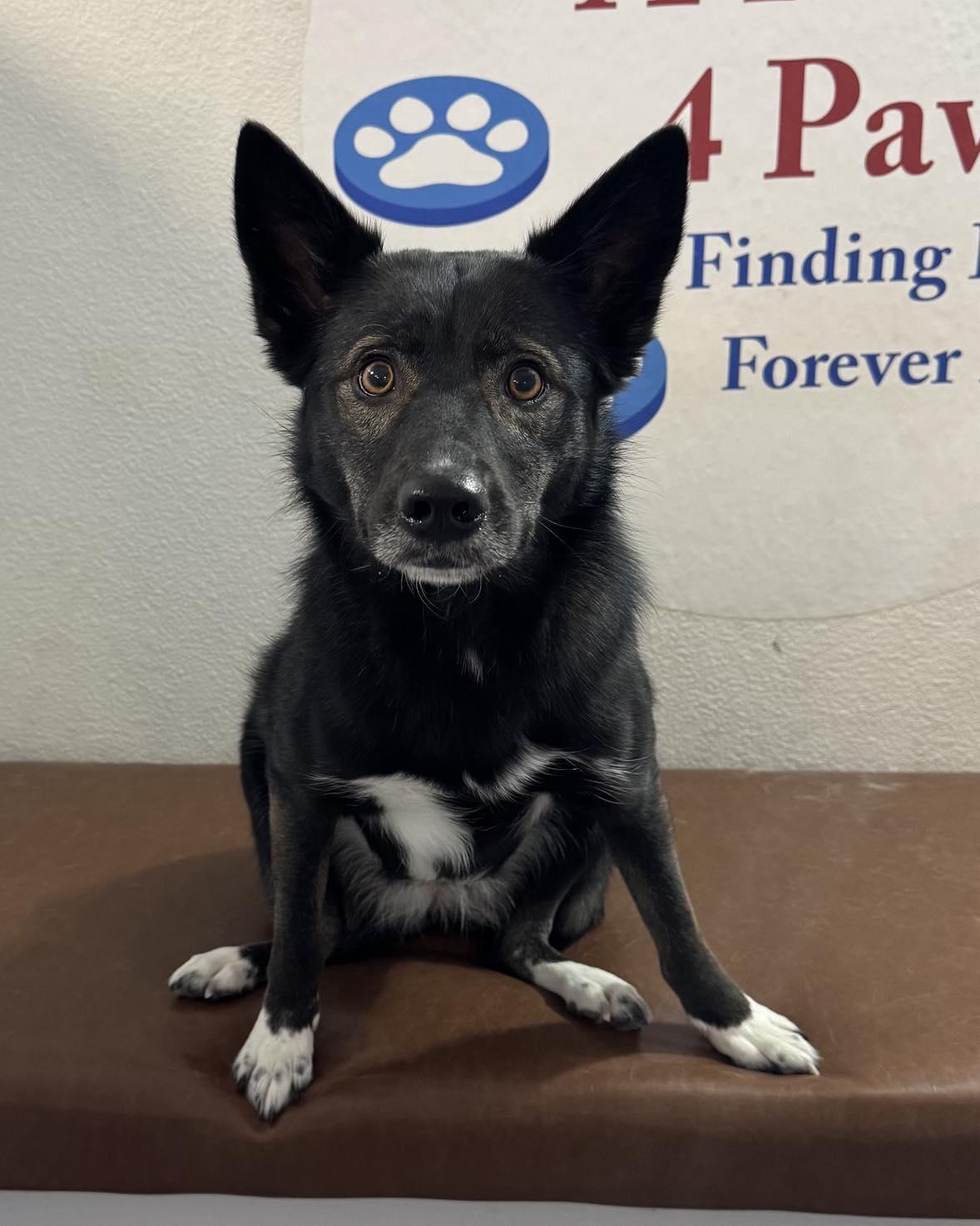 Enlarge Lulu aka Moro, an adoptable mixed breed in Las Vegas, NV image 4/6