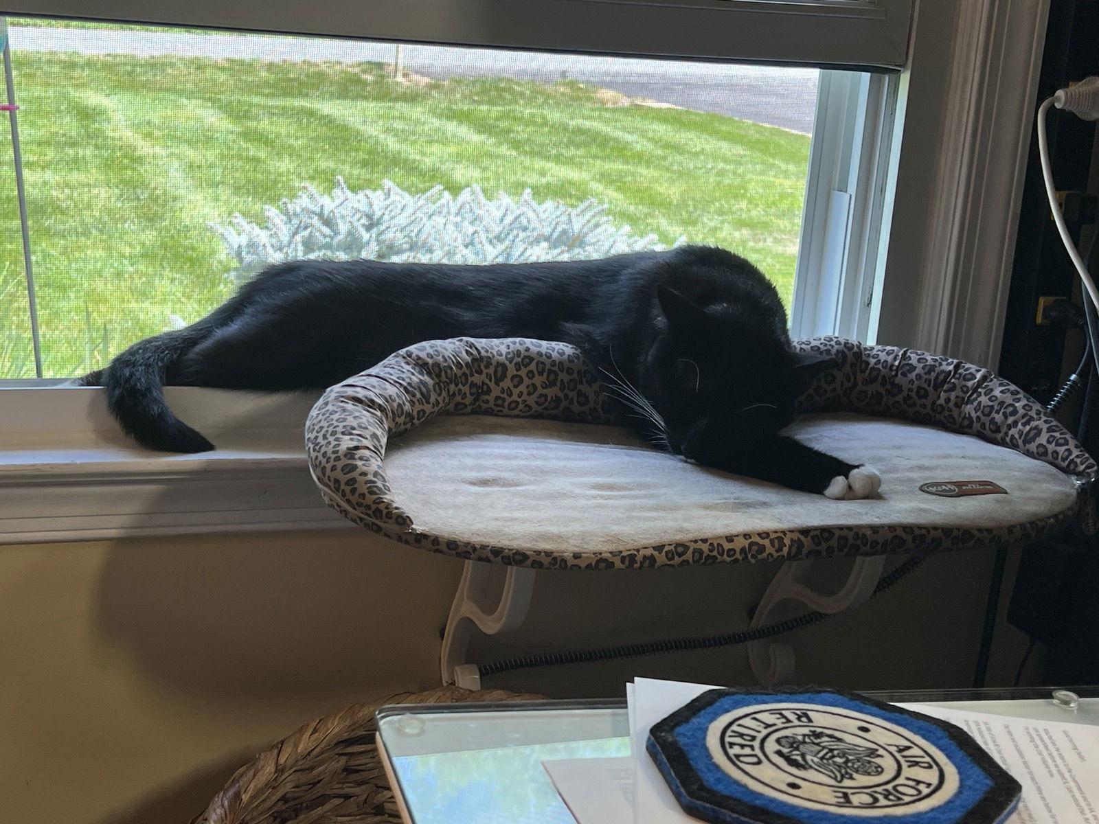 Enlarge Tux 8780, a Adoptable mixed breed in Locust Grove, VA image 1/2