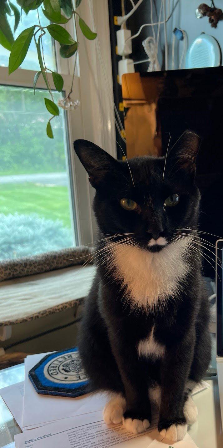 Enlarge Tux 8780, a Adoptable mixed breed in Locust Grove, VA image 2/2