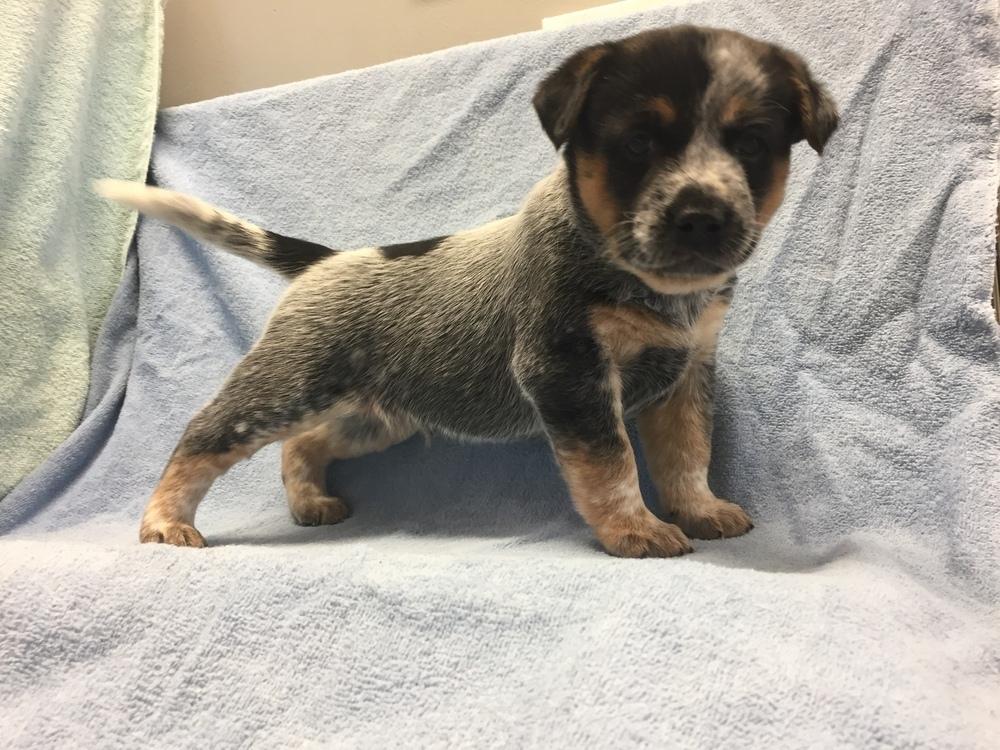 Enlarge Ziggy (Brumby), a Adoptable Australian Cattle Dog / Blue Heeler in Bartlesville, OK image 1/4