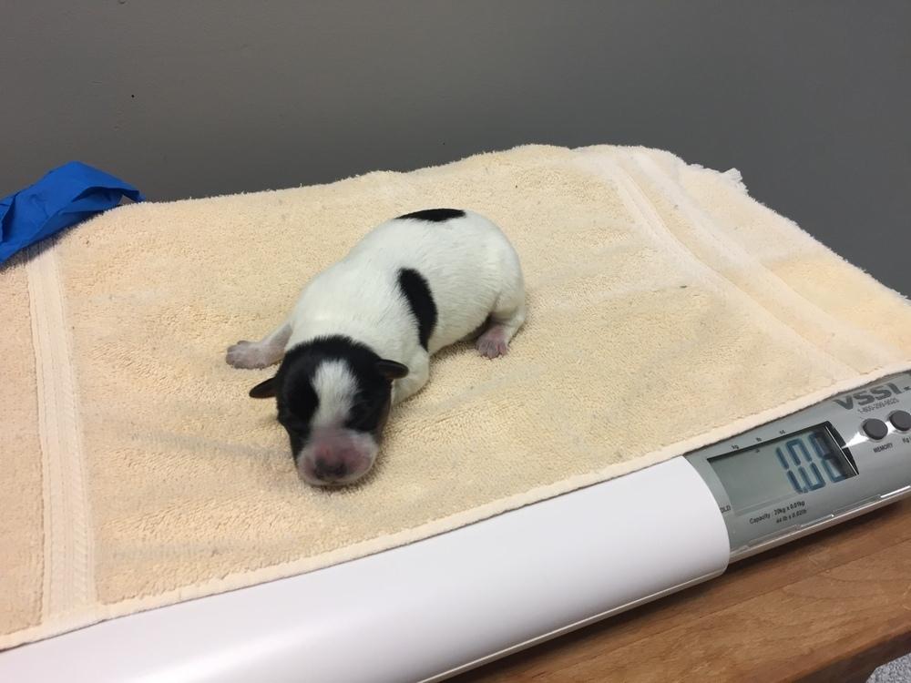 Enlarge Ziggy (Brumby), a Adoptable Australian Cattle Dog / Blue Heeler in Bartlesville, OK image 2/4