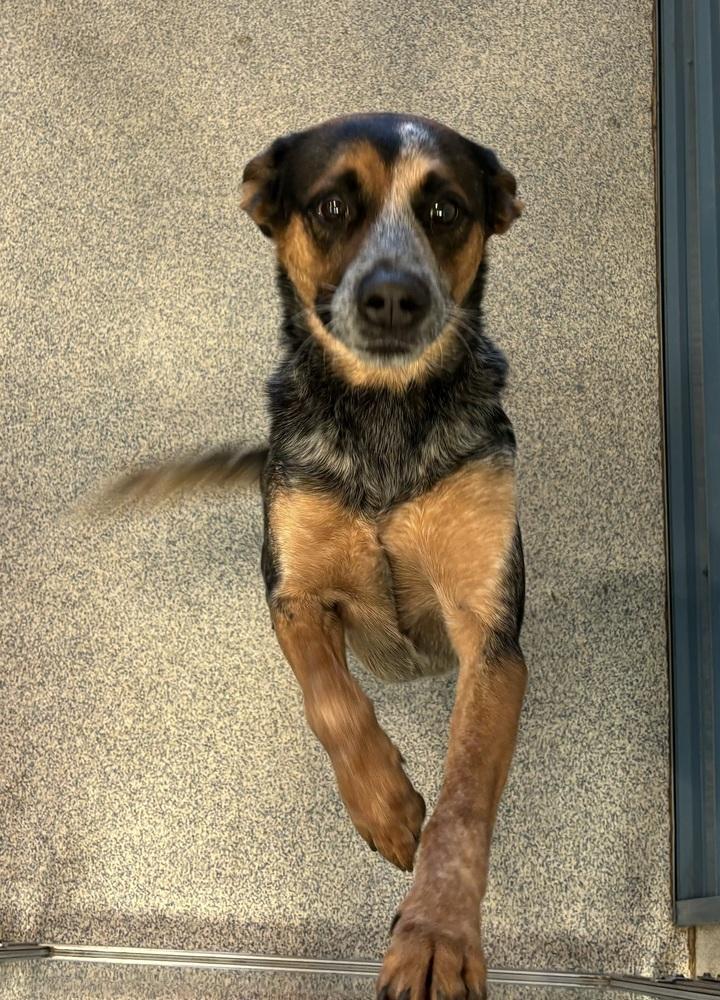 Enlarge Ziggy (Brumby), a Adoptable Australian Cattle Dog / Blue Heeler in Bartlesville, OK image 3/4