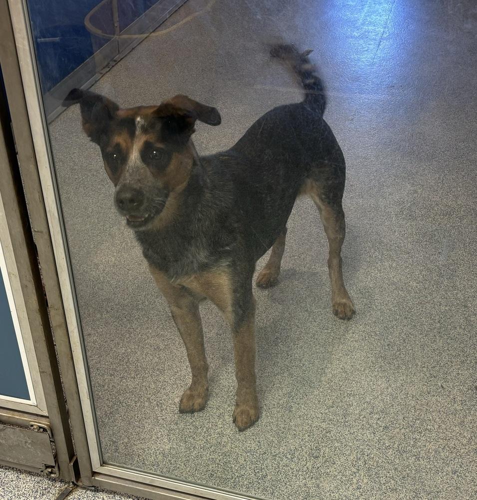 Enlarge Ziggy (Brumby), a Adoptable Australian Cattle Dog / Blue Heeler in Bartlesville, OK image 4/4