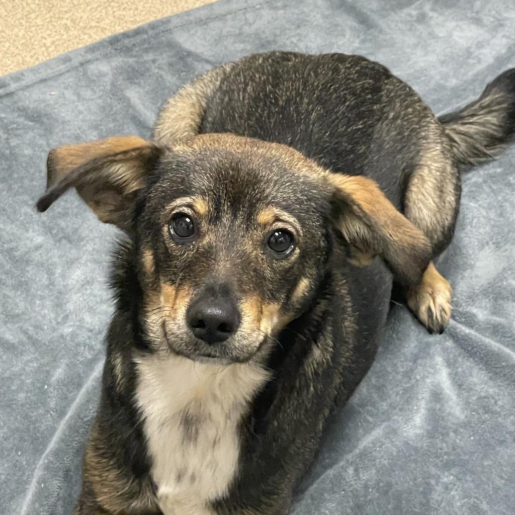 Enlarge Marykate, a Adoptable mixed breed in Brenham, TX image 3/6