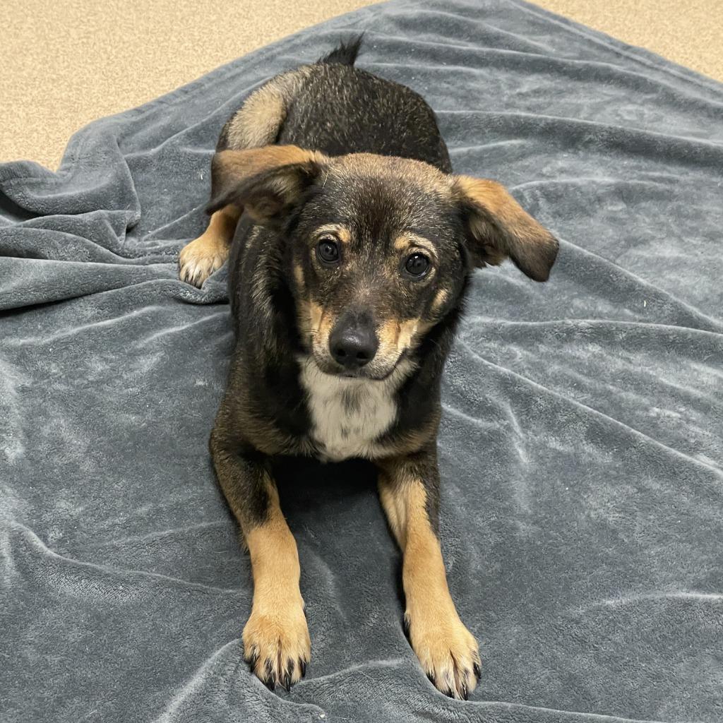 Enlarge Marykate, a Adoptable mixed breed in Brenham, TX image 2/6