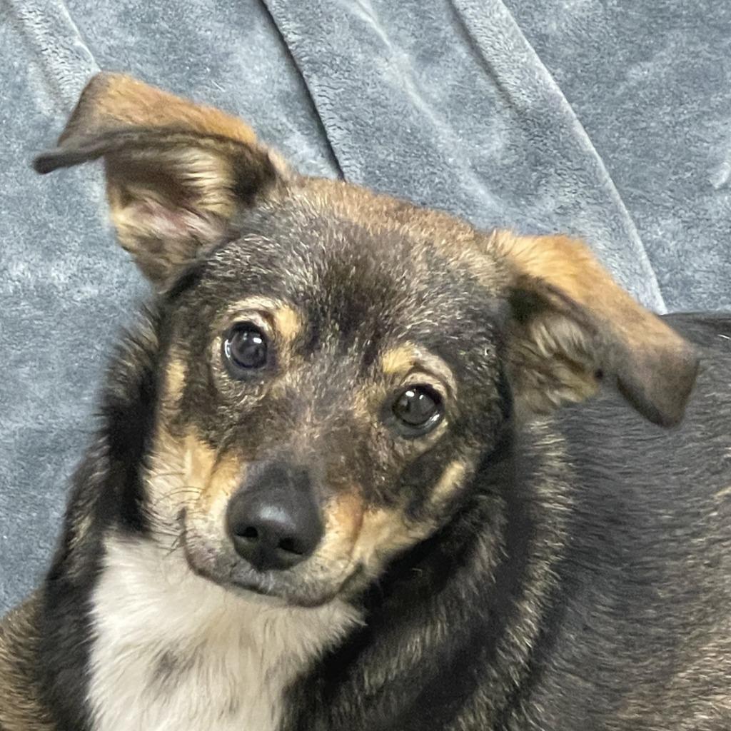 Enlarge Marykate, a Adoptable mixed breed in Brenham, TX image 1/6