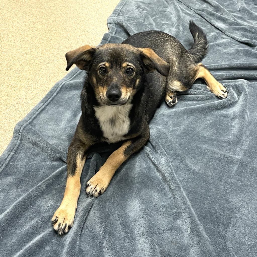 Enlarge Marykate, a Adoptable mixed breed in Brenham, TX image 4/6