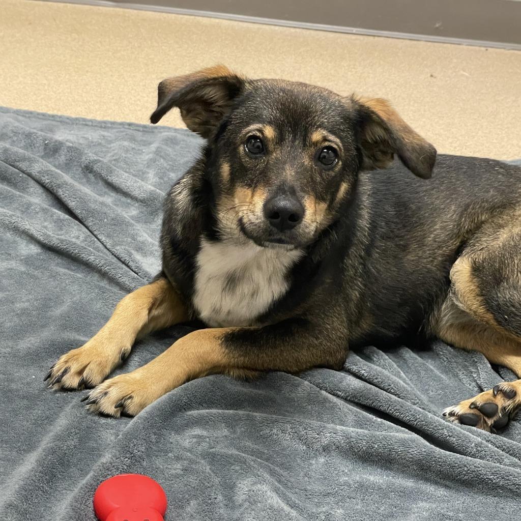 Enlarge Marykate, a Adoptable mixed breed in Brenham, TX image 5/6