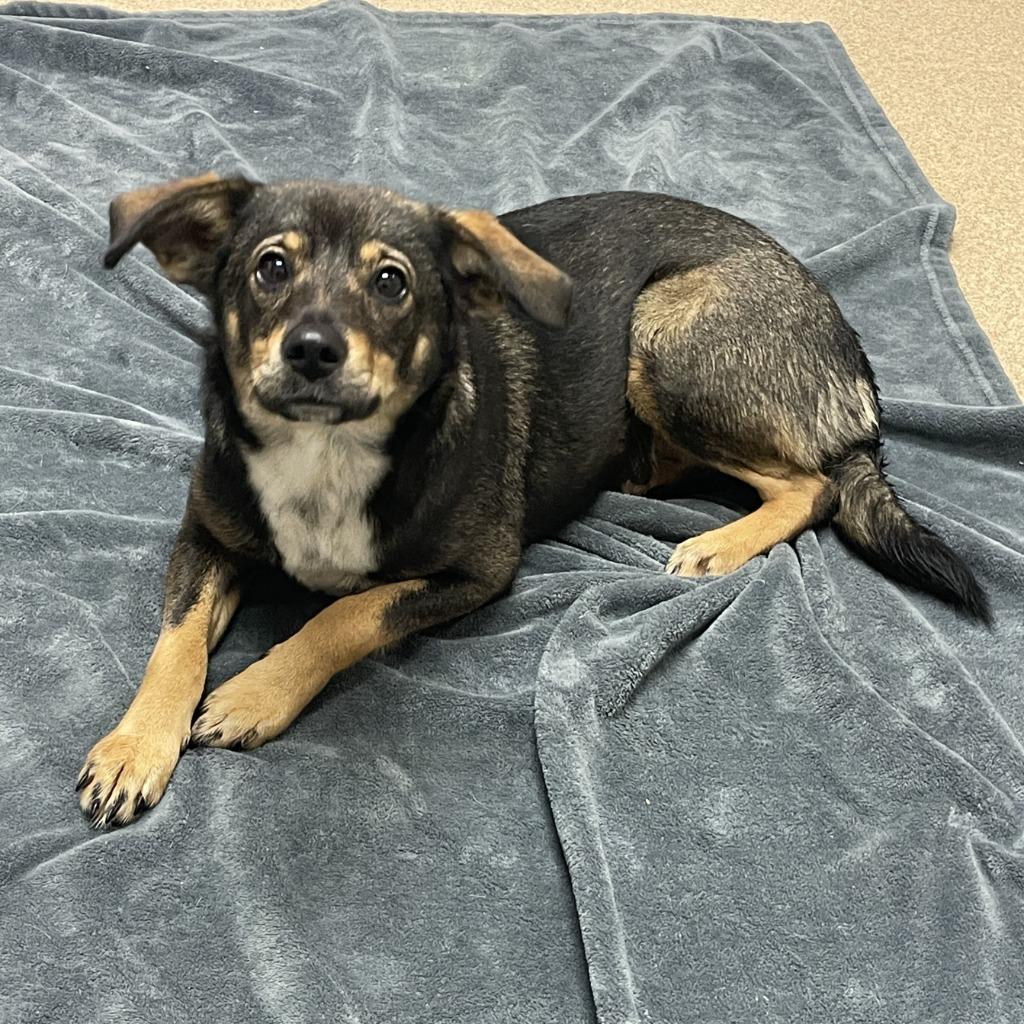 Enlarge Marykate, a Adoptable mixed breed in Brenham, TX image 6/6