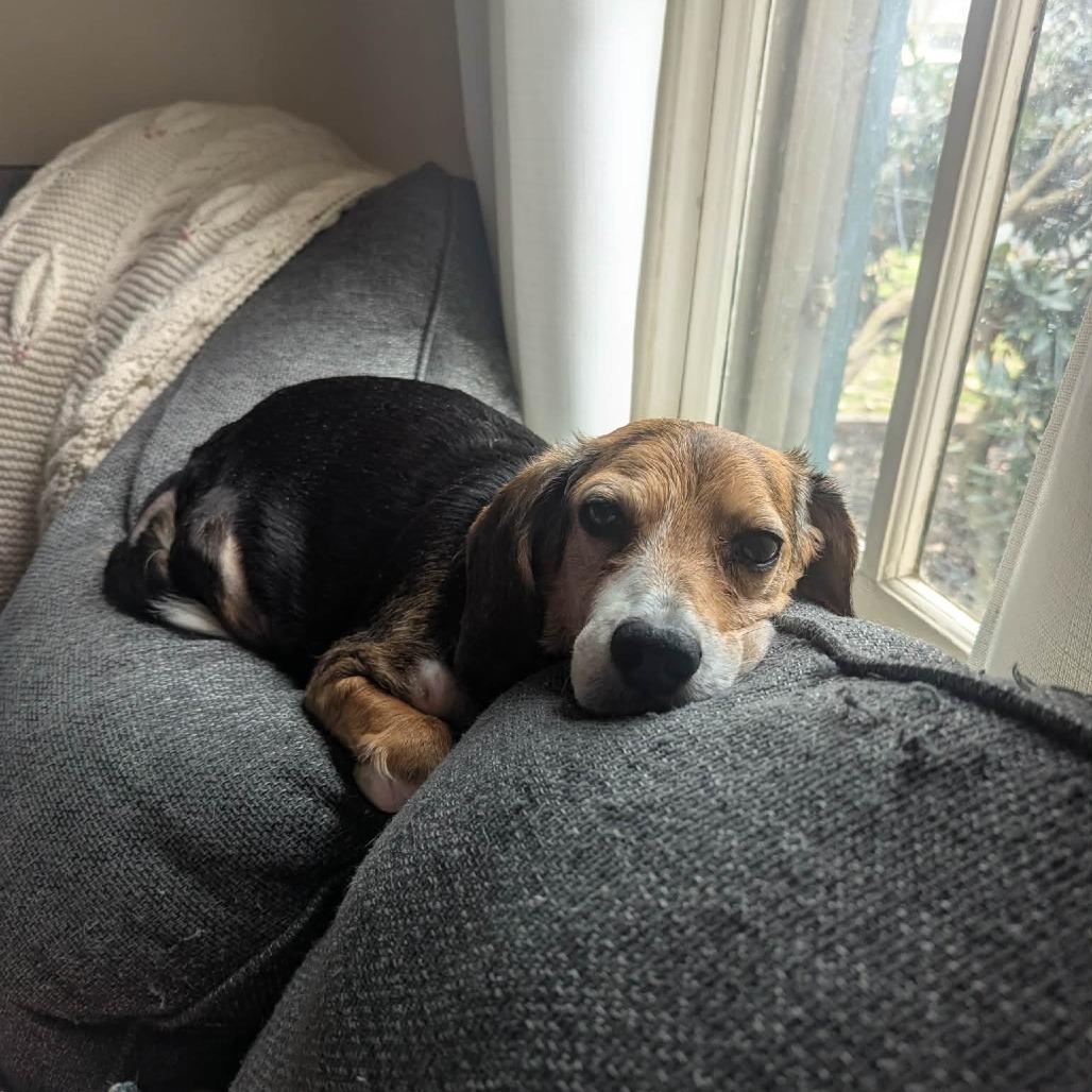 Enlarge Layla, a Adoptable Beagle in Jarrettsville, MD image 1/6