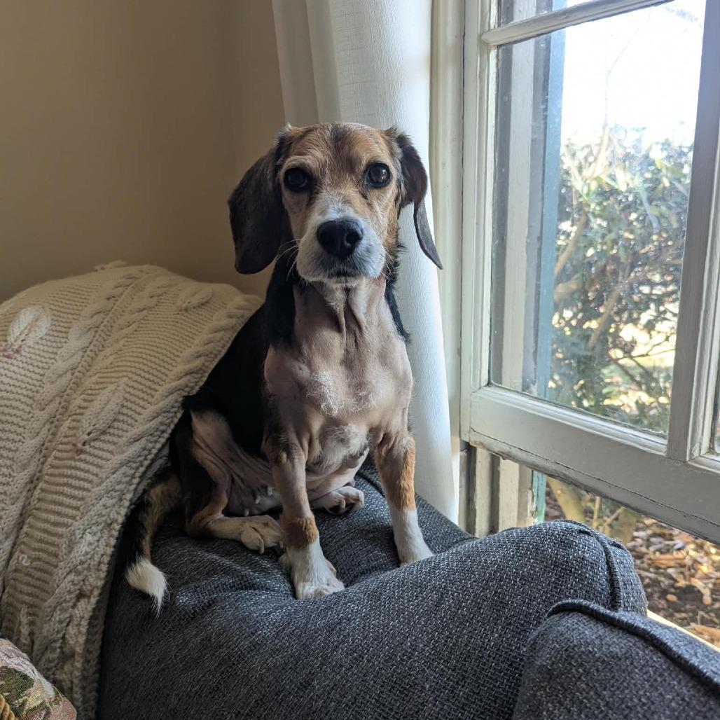 Enlarge Layla, a Adoptable Beagle in Jarrettsville, MD image 2/6