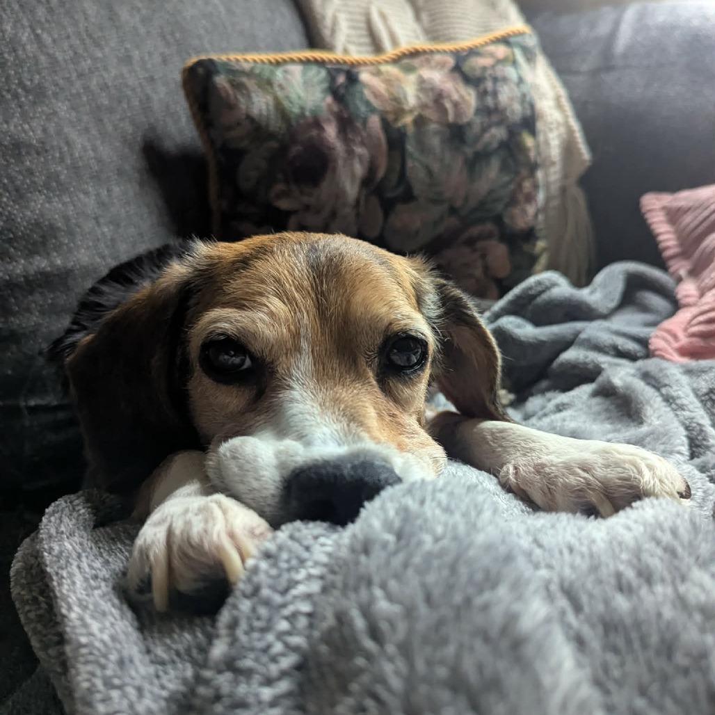 Enlarge Layla, a Adoptable Beagle in Jarrettsville, MD image 3/6