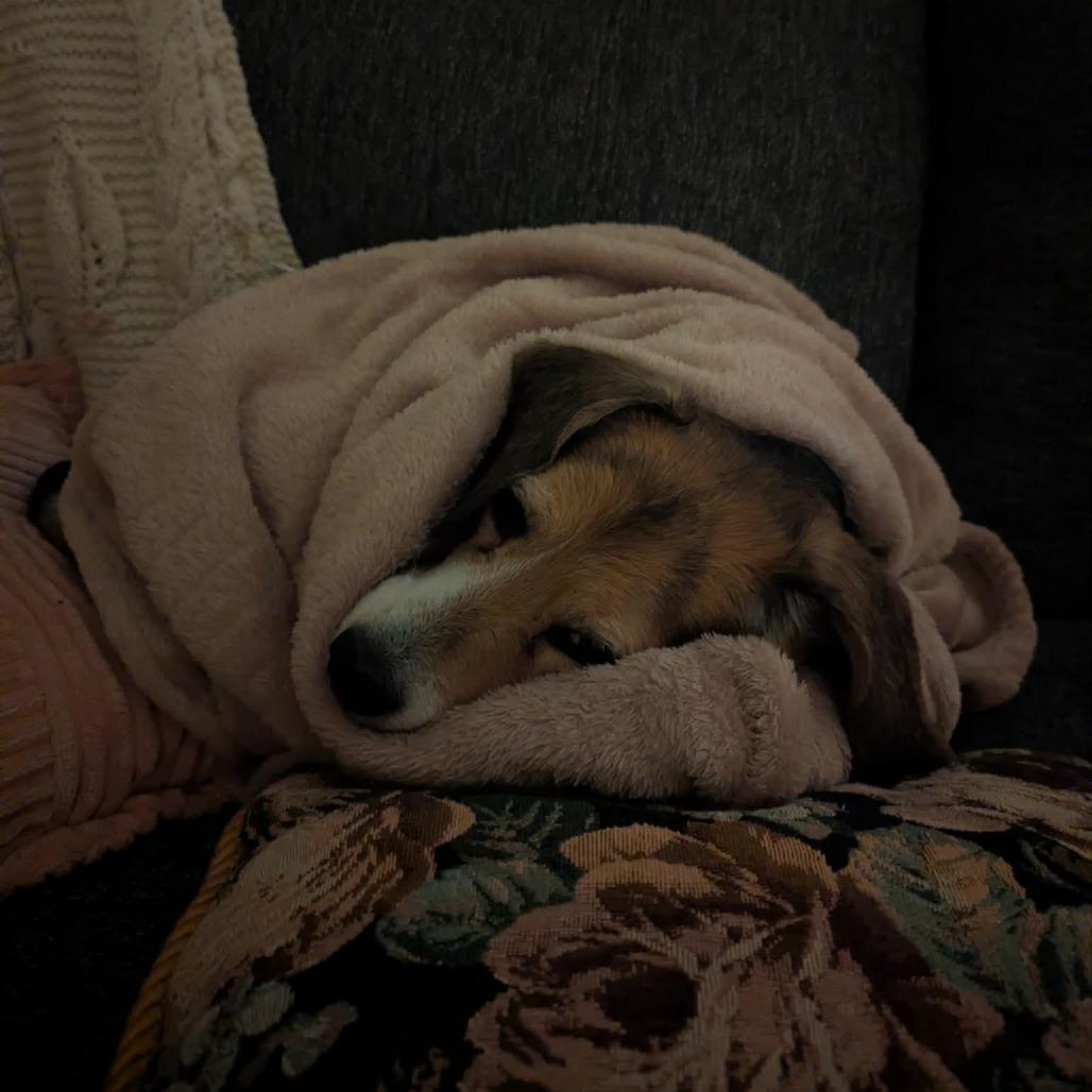 Enlarge Layla, a Adoptable Beagle in Jarrettsville, MD image 4/6