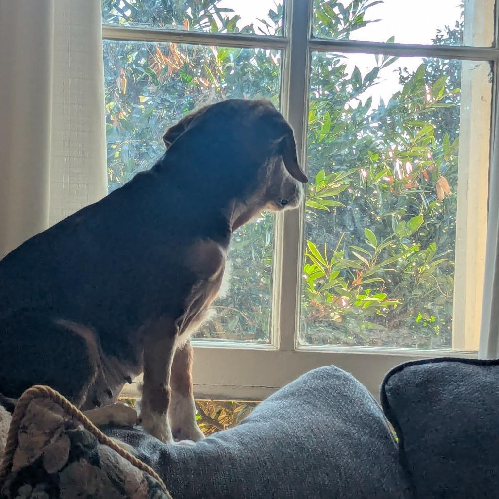 Enlarge Layla, a Adoptable Beagle in Jarrettsville, MD image 5/6