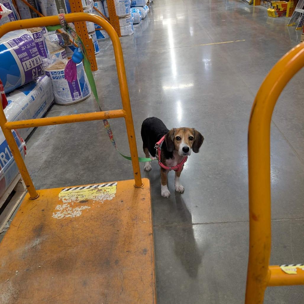 Enlarge Layla, a Adoptable Beagle in Jarrettsville, MD image 6/6